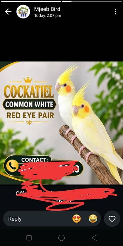 cocktail breader pair for sel Red eyes