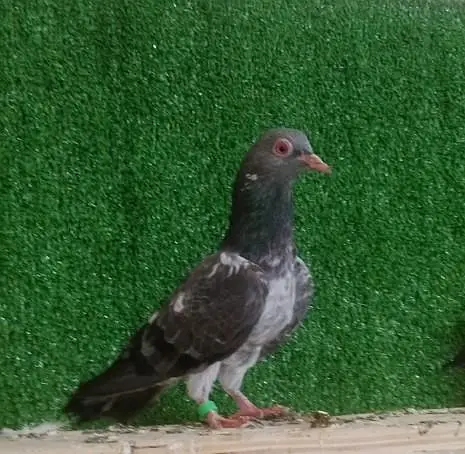 Dab Wala pair — photo 2