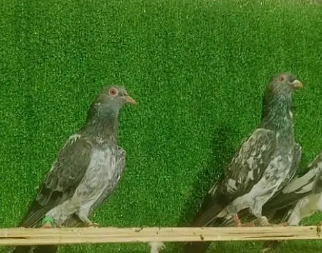 Dab Wala pair — photo 4