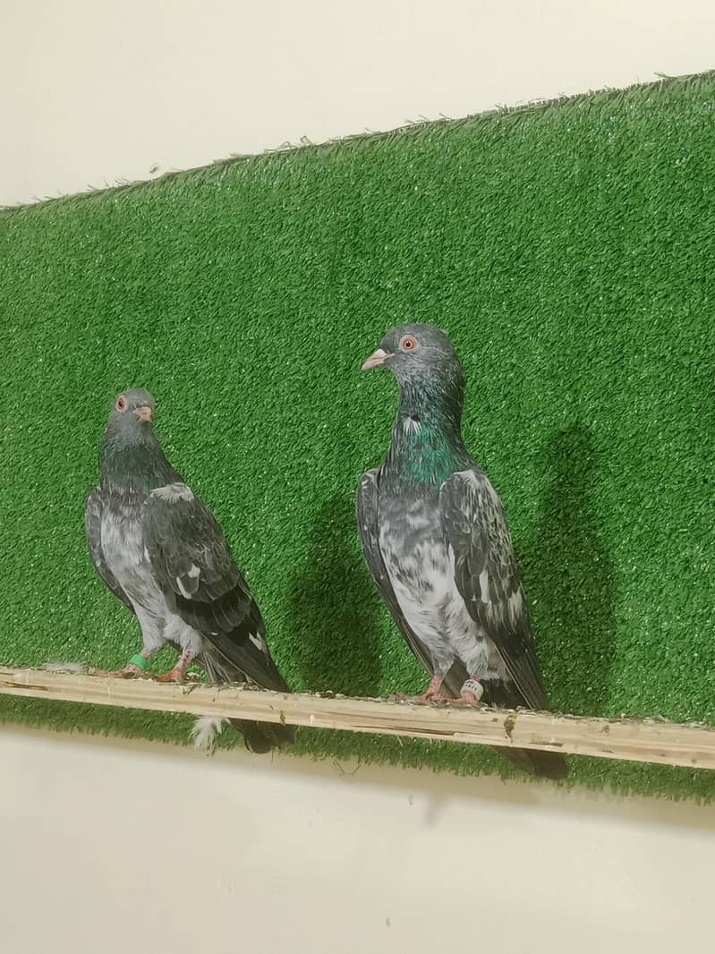 Dab Wala pair 4