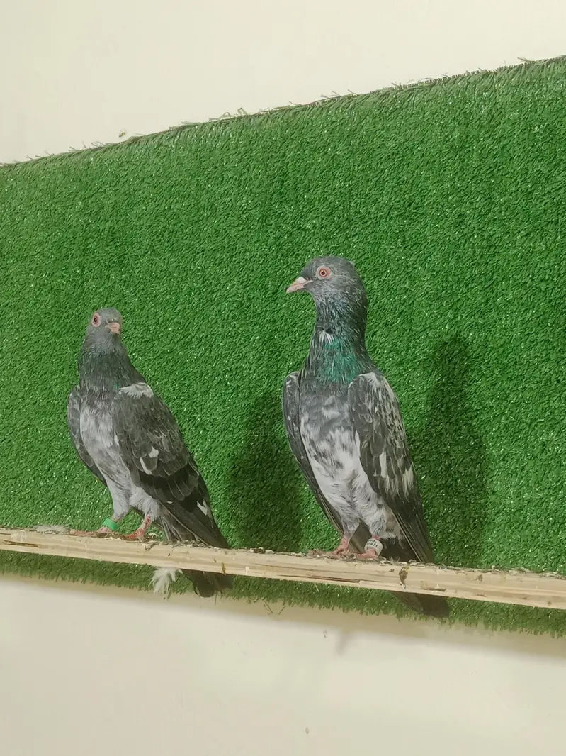 Dab Wala pair — photo 5