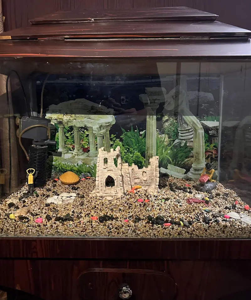 Fish Aquarium — photo 2
