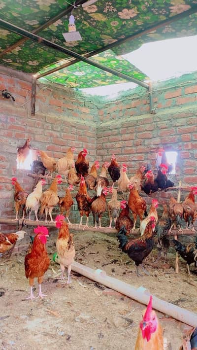 Dasi misri hens for sale
