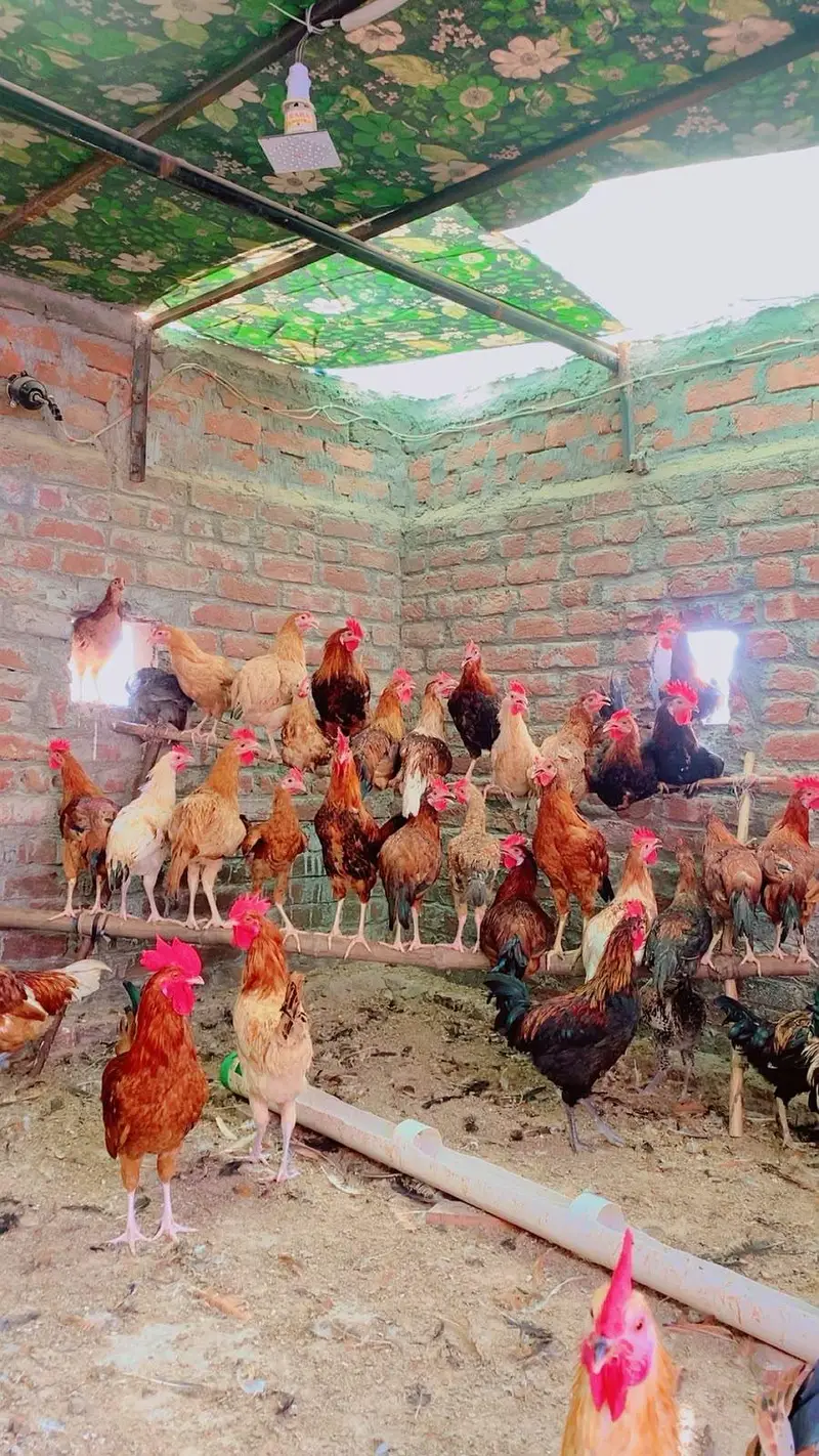 Dasi misri hens for sale