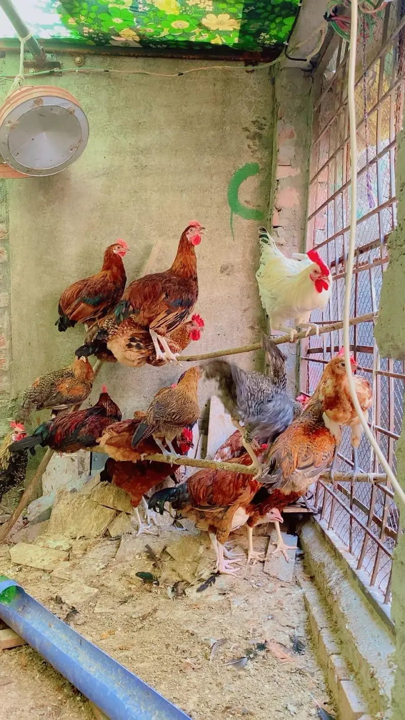 Dasi misri hens for sale — photo 2