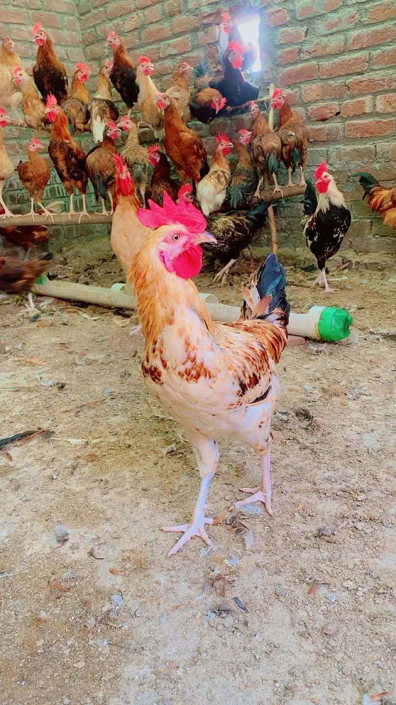 Dasi misri hens for sale — photo 3
