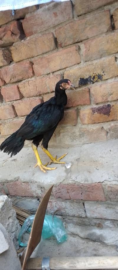 Mushka Aseel Phatha For Sale With 2 Golden Misri Murgiyan