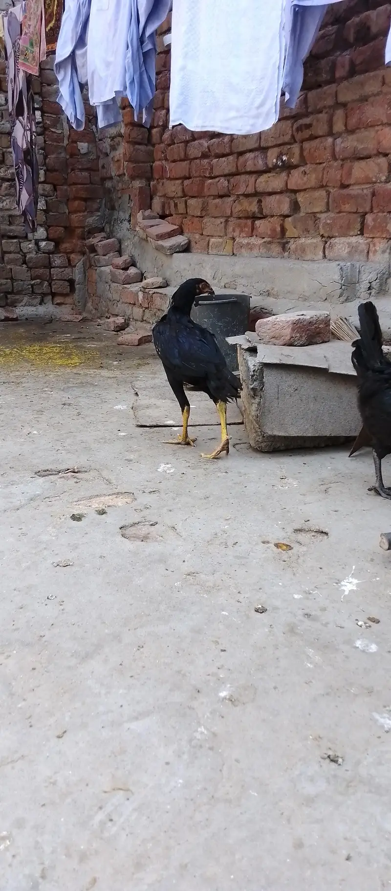 Mushka Aseel Phatha For Sale With 2 Golden Misri Murgiyan — photo 2