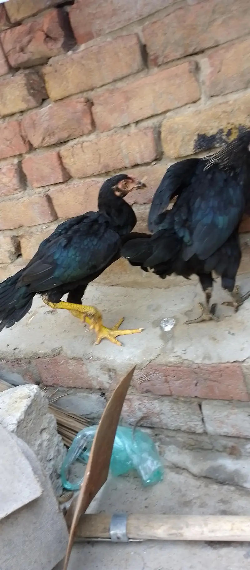 Mushka Aseel Phatha For Sale With 2 Golden Misri Murgiyan — photo 3