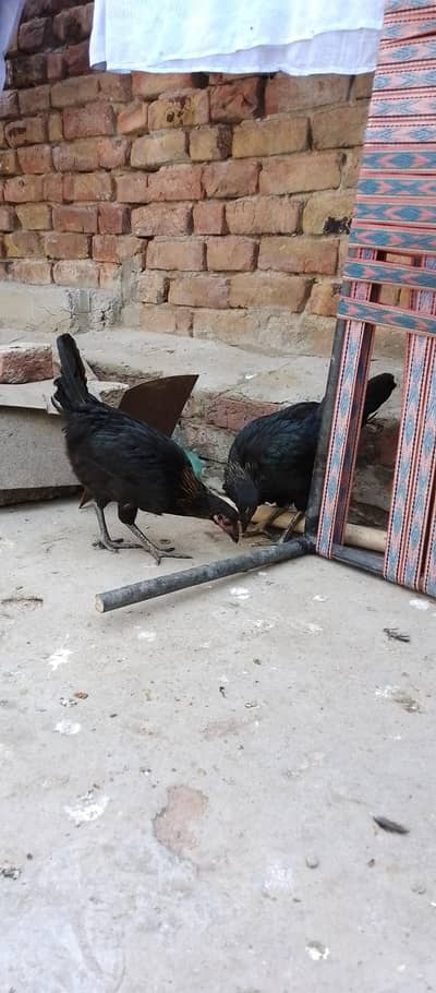 2 Golden Misri Murgiyan