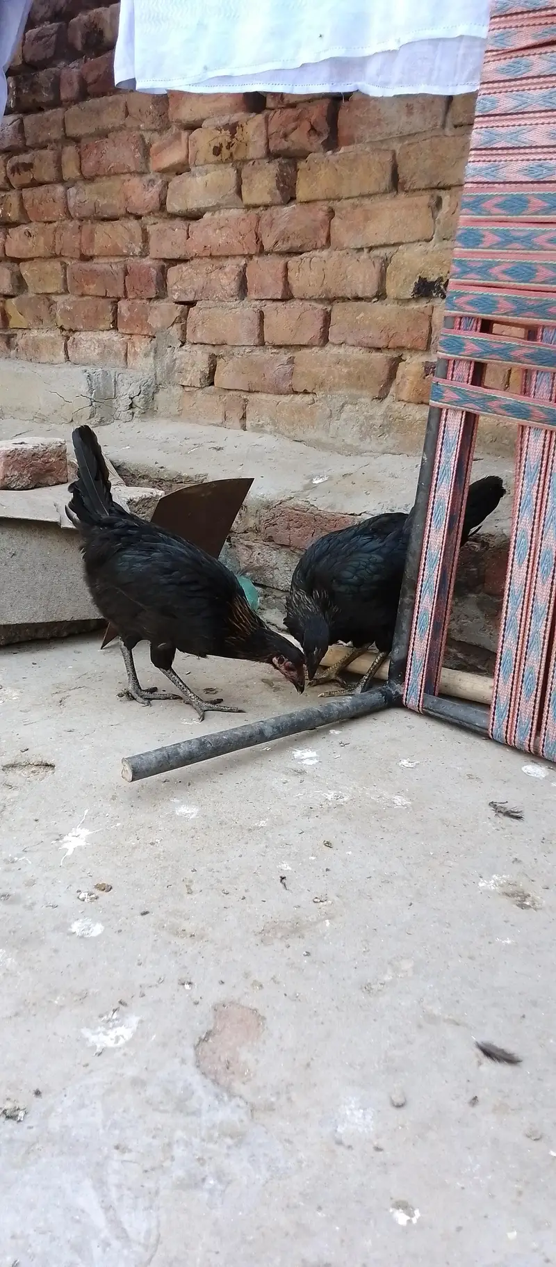 Mushka Aseel Phatha For Sale With 2 Golden Misri Murgiyan — photo 4