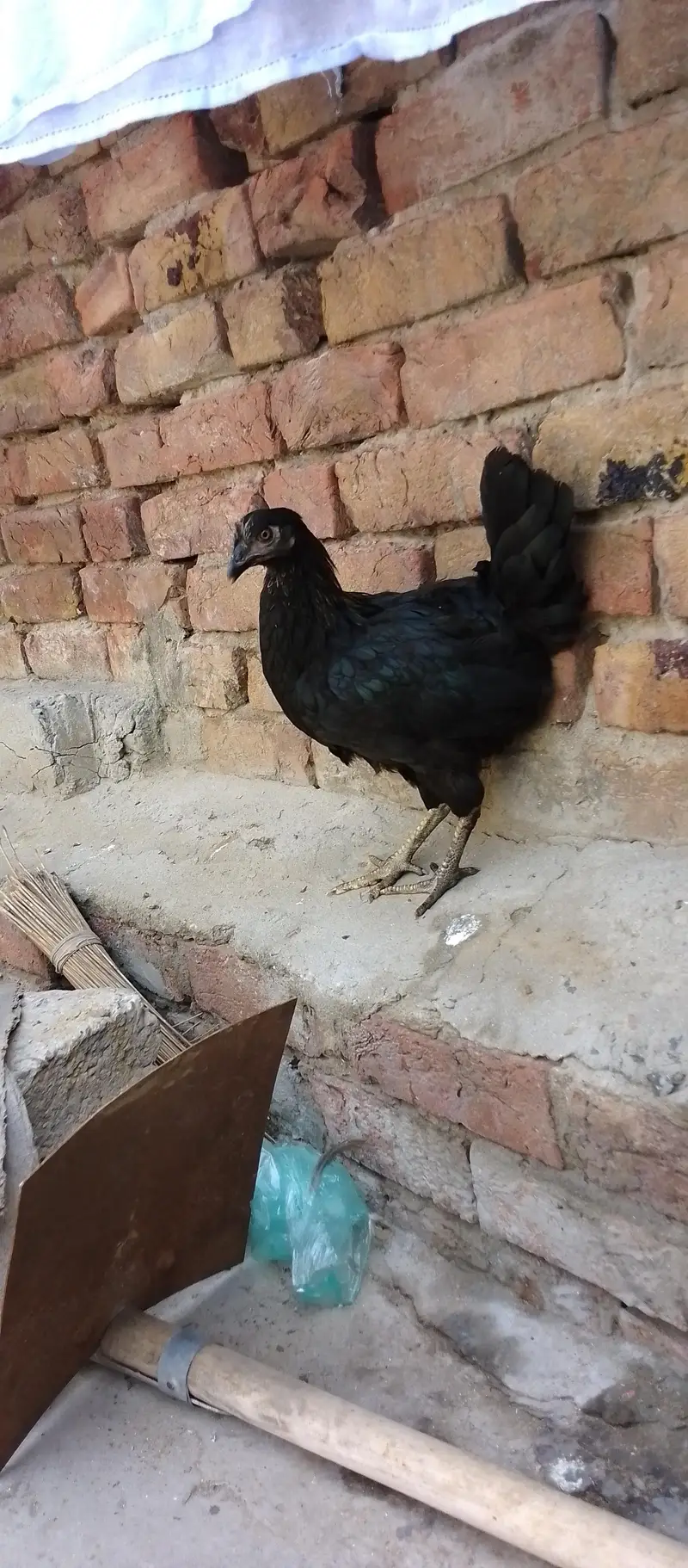 Mushka Aseel Phatha For Sale With 2 Golden Misri Murgiyan — photo 5