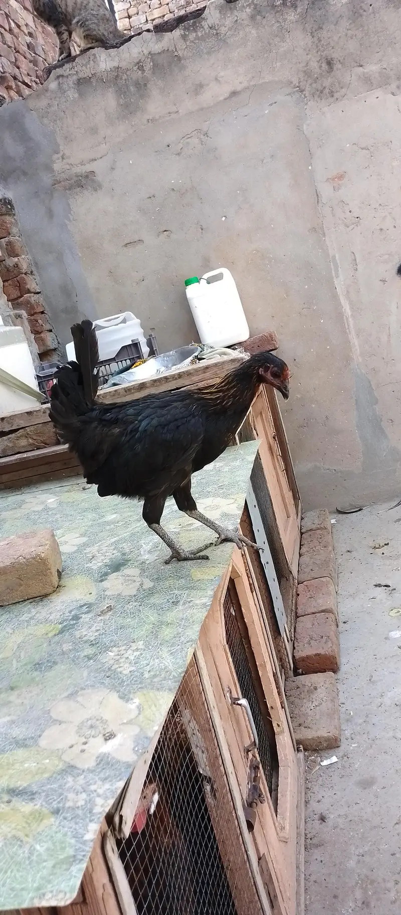 Mushka Aseel Phatha For Sale With 2 Golden Misri Murgiyan — photo 6