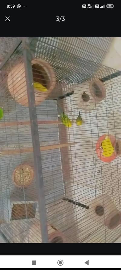 Australian parrot budgie