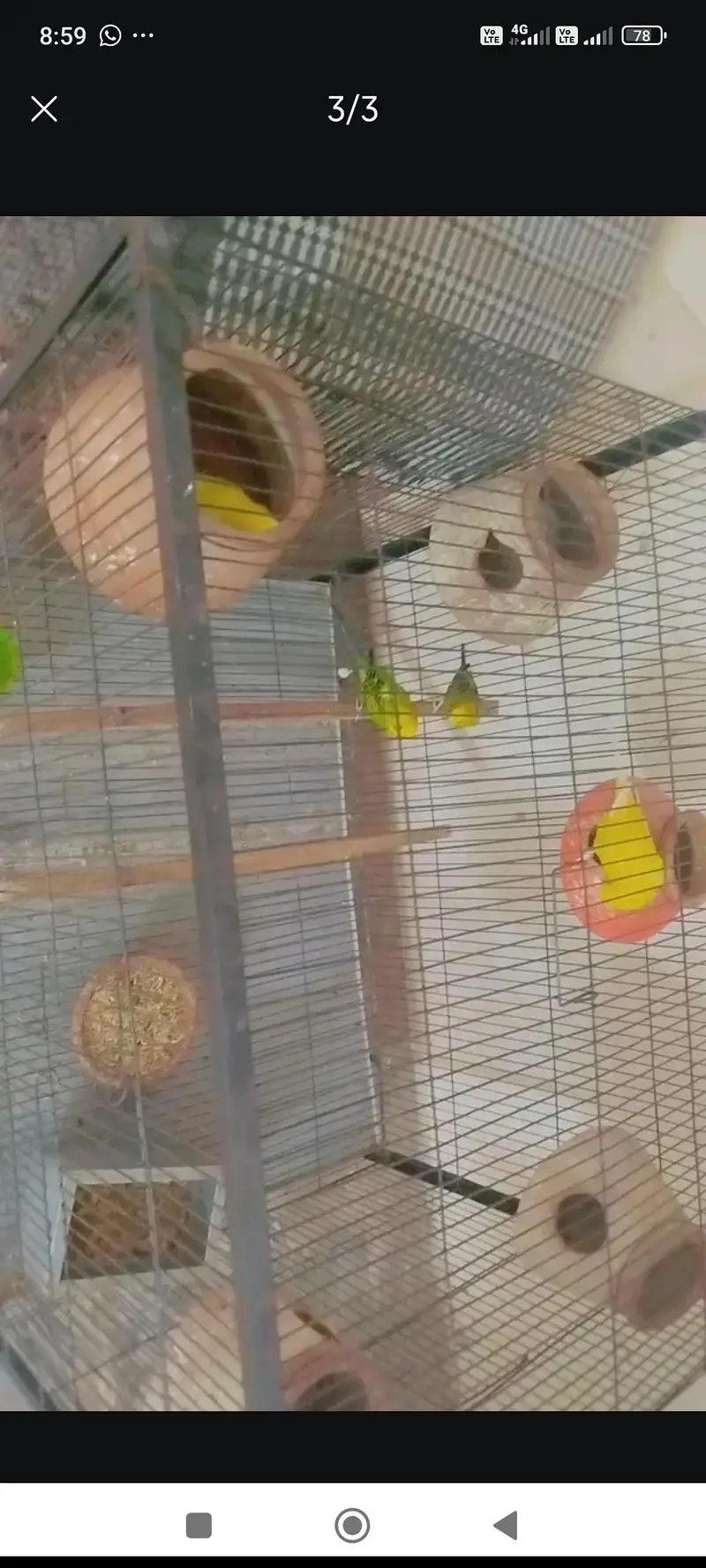 Australian parrot budgie