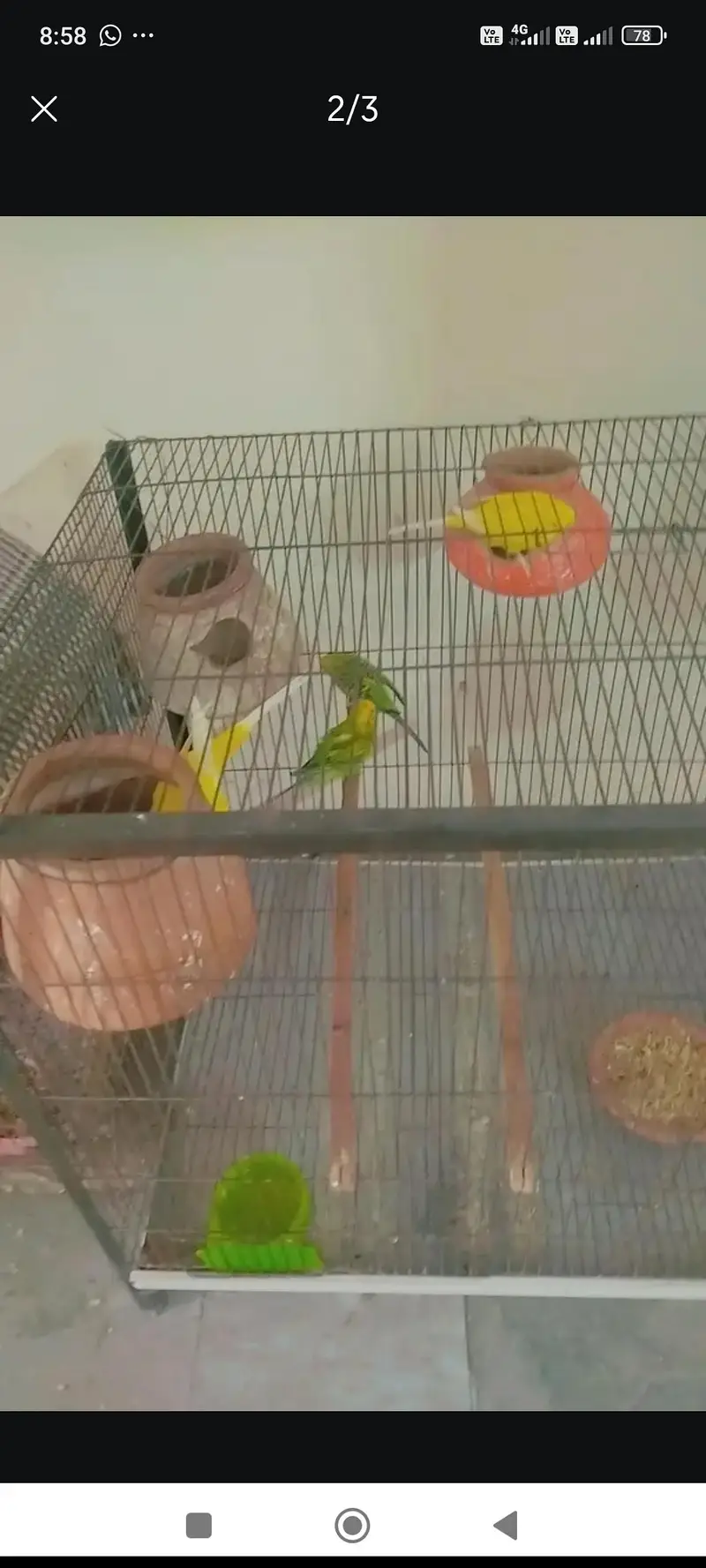 Australian parrot budgie — photo 2