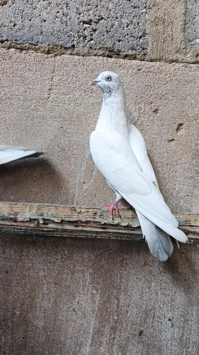Highflyer teddy patti wale gola — photo 6
