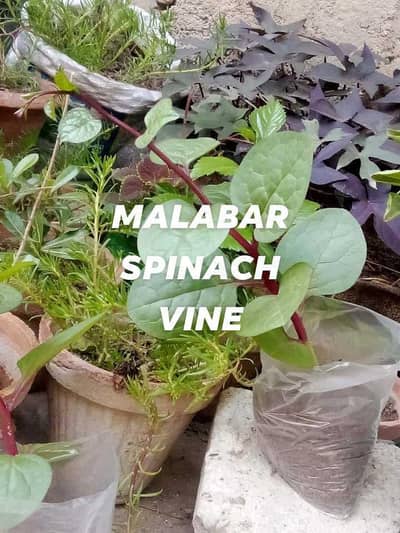 malabar spinach vine edible