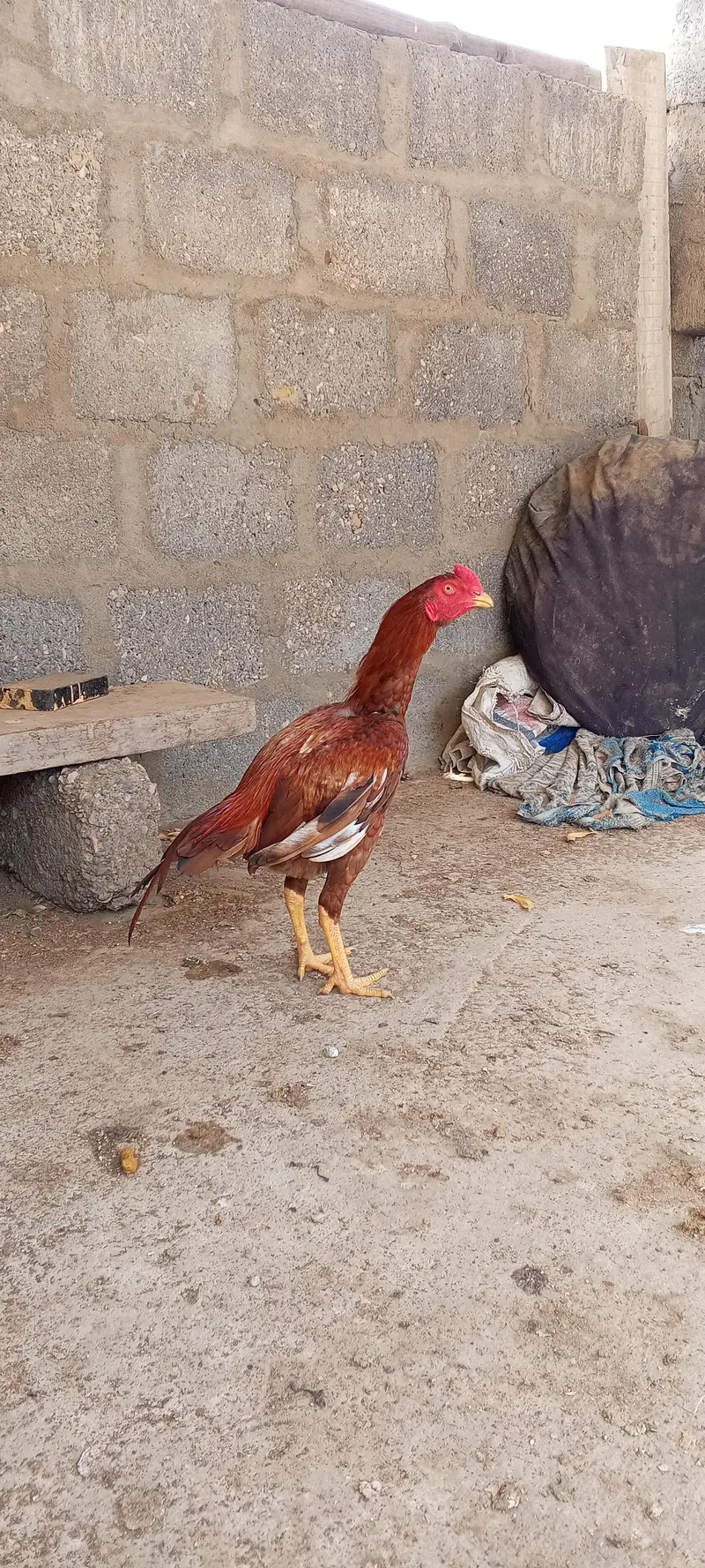 miyawali pila patha — photo 3