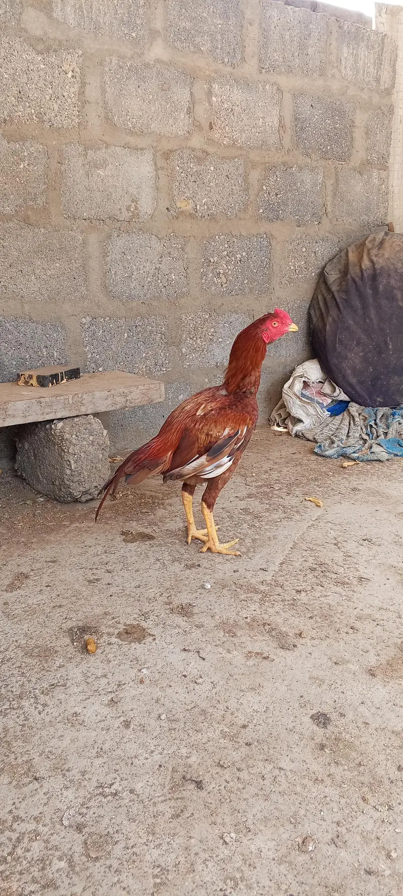miyawali pila patha — photo 6