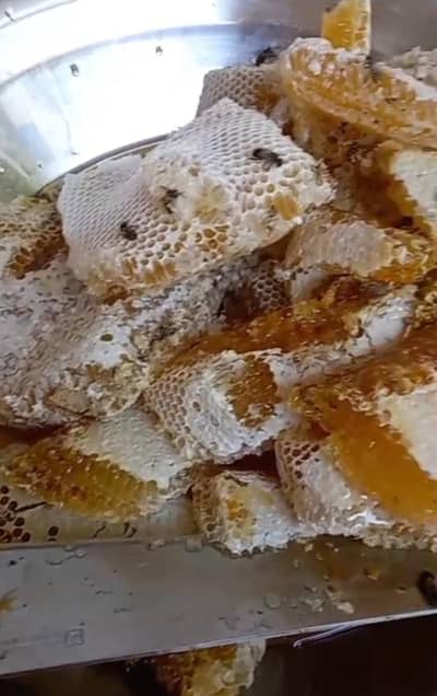 forest honey 100% pure honey small bees rs 12000 1kg