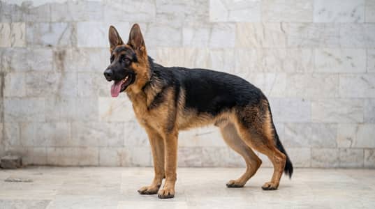 German Shehpard 10 Month Stock Coat Male