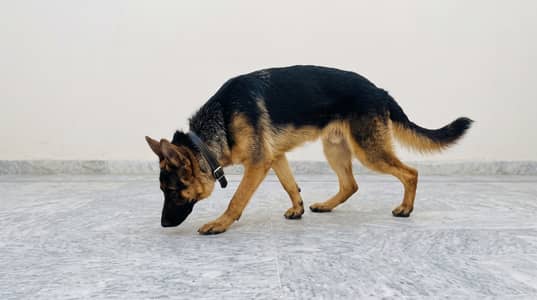 German Shehpard Stock Coat