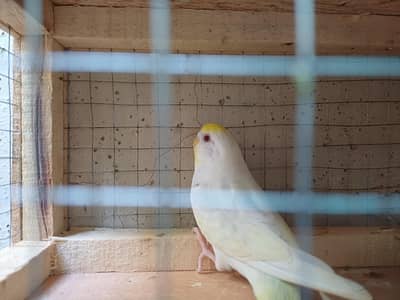 budgies pair