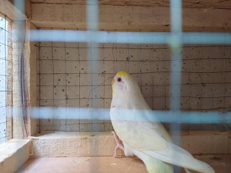 budgies pair 0