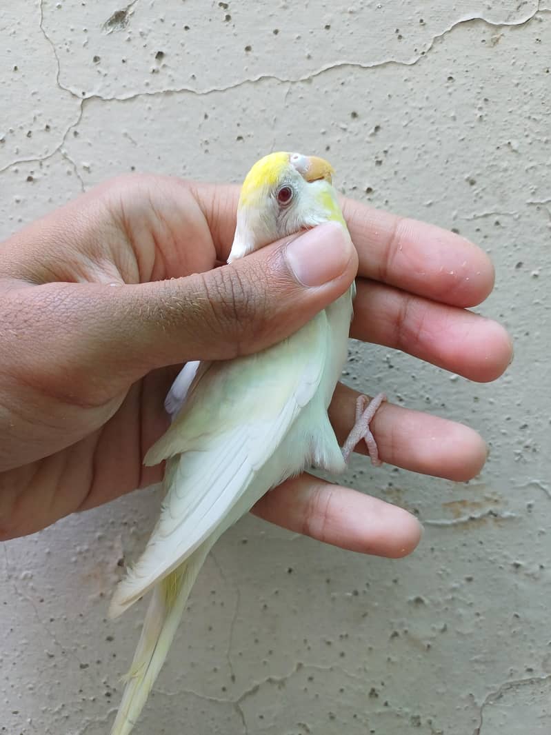 budgies pair 1