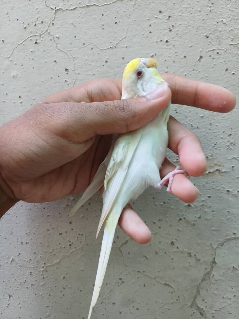 budgies pair 2