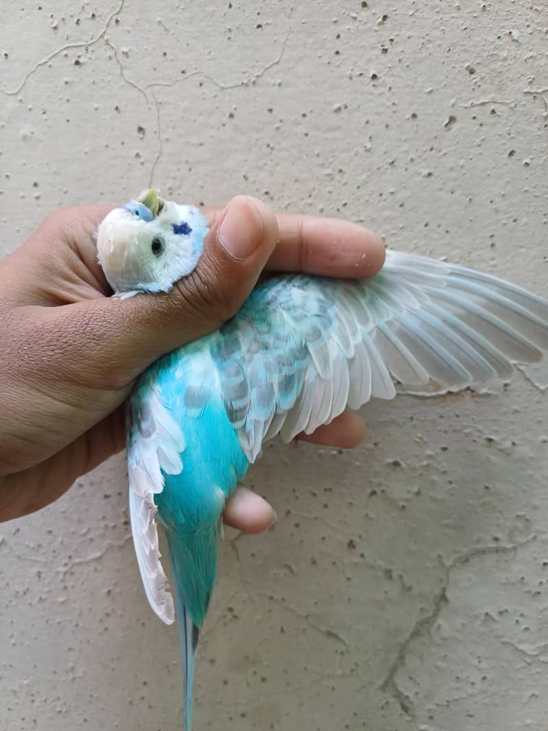 budgies pair 3