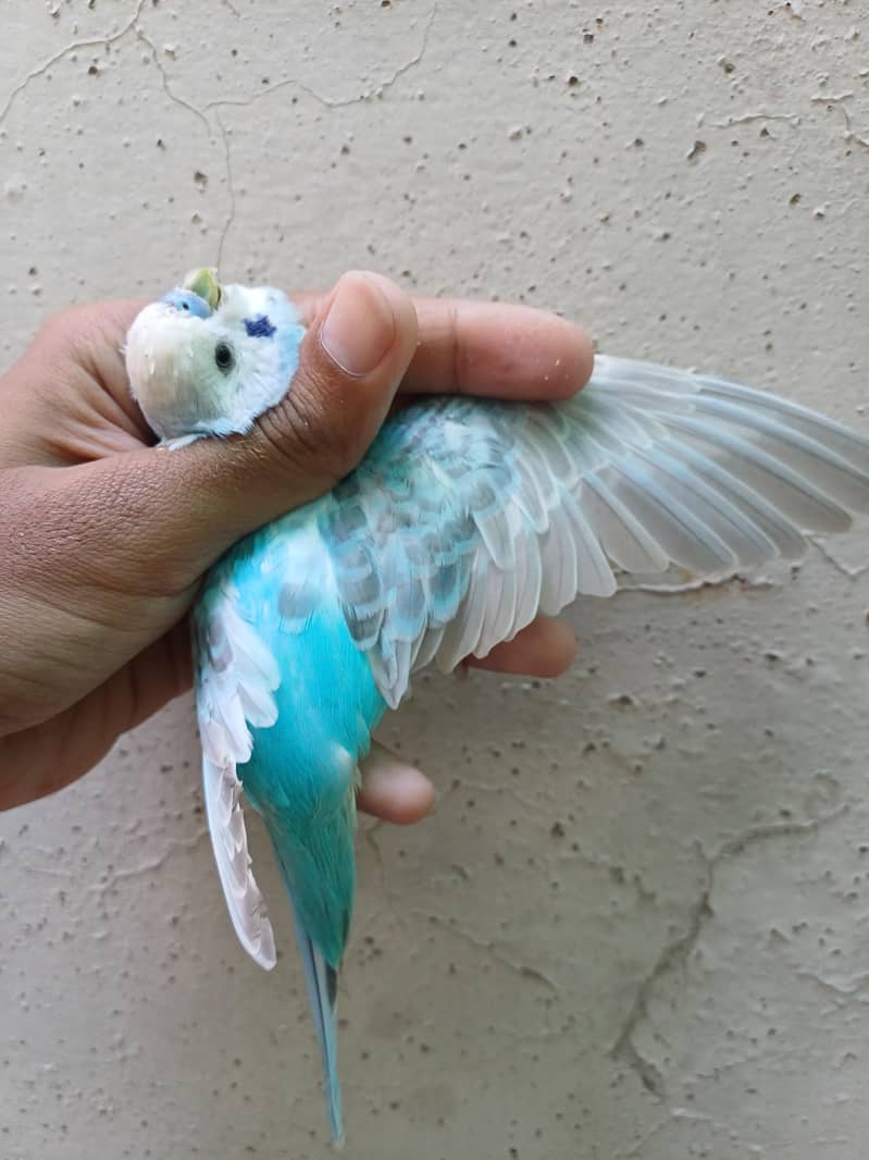 budgies pair 4