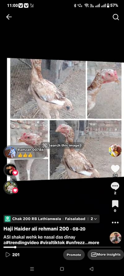 Aseel murgi shamo cross for sale