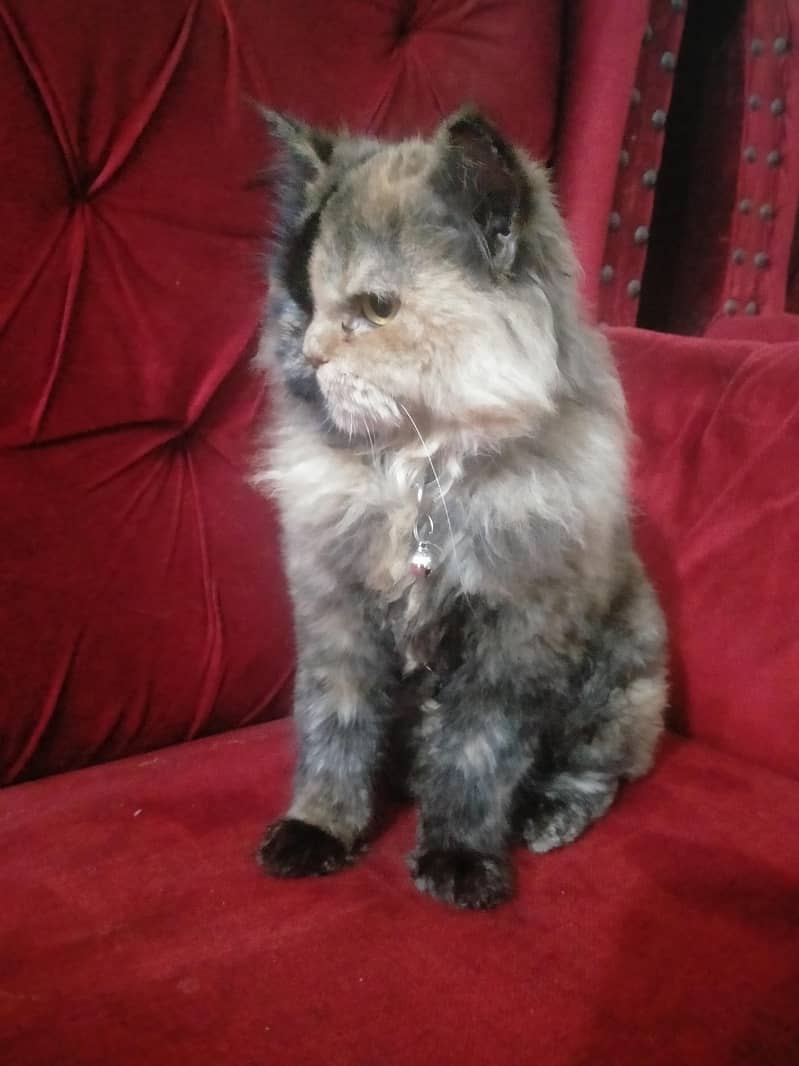 persian cat  2 faces 0