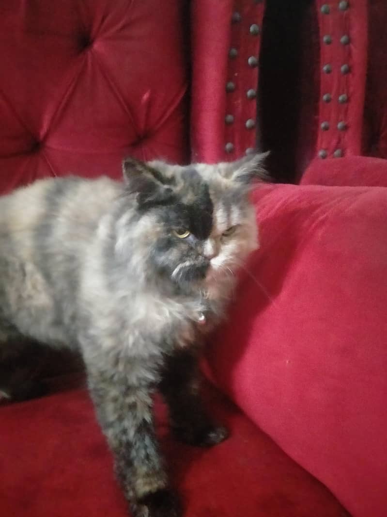 persian cat  2 faces 1
