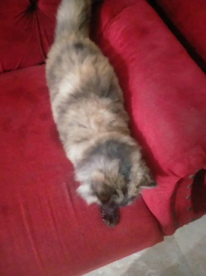 persian cat  2 faces — photo 3