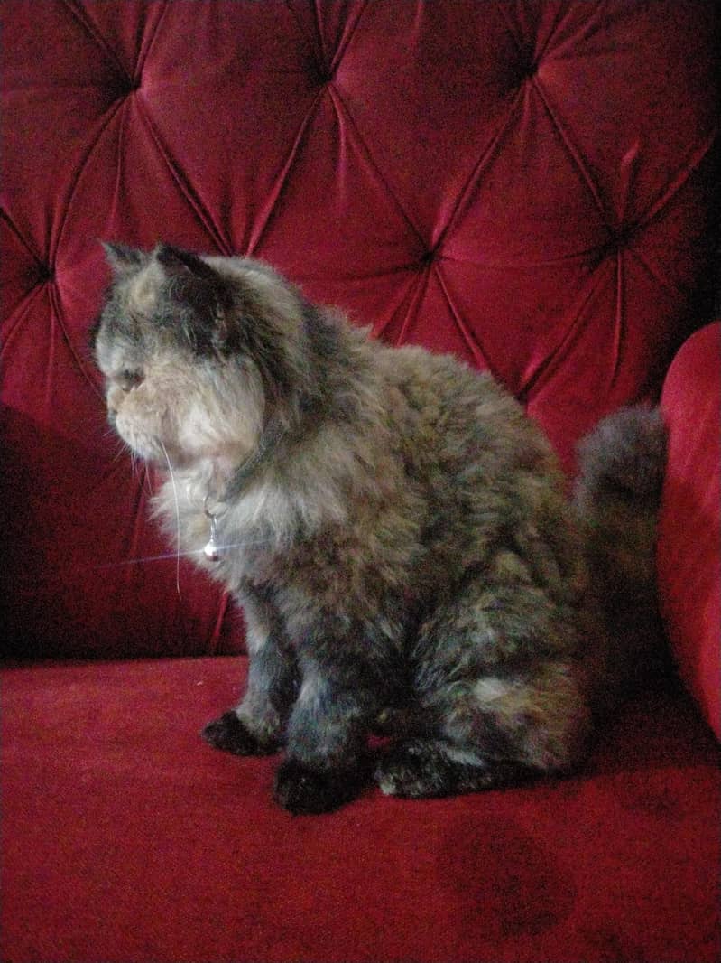 persian cat  2 faces 3