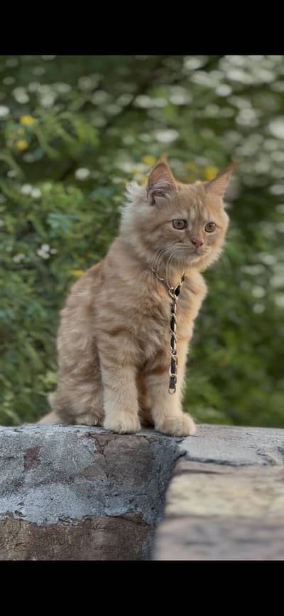 Female cat ( very active )
