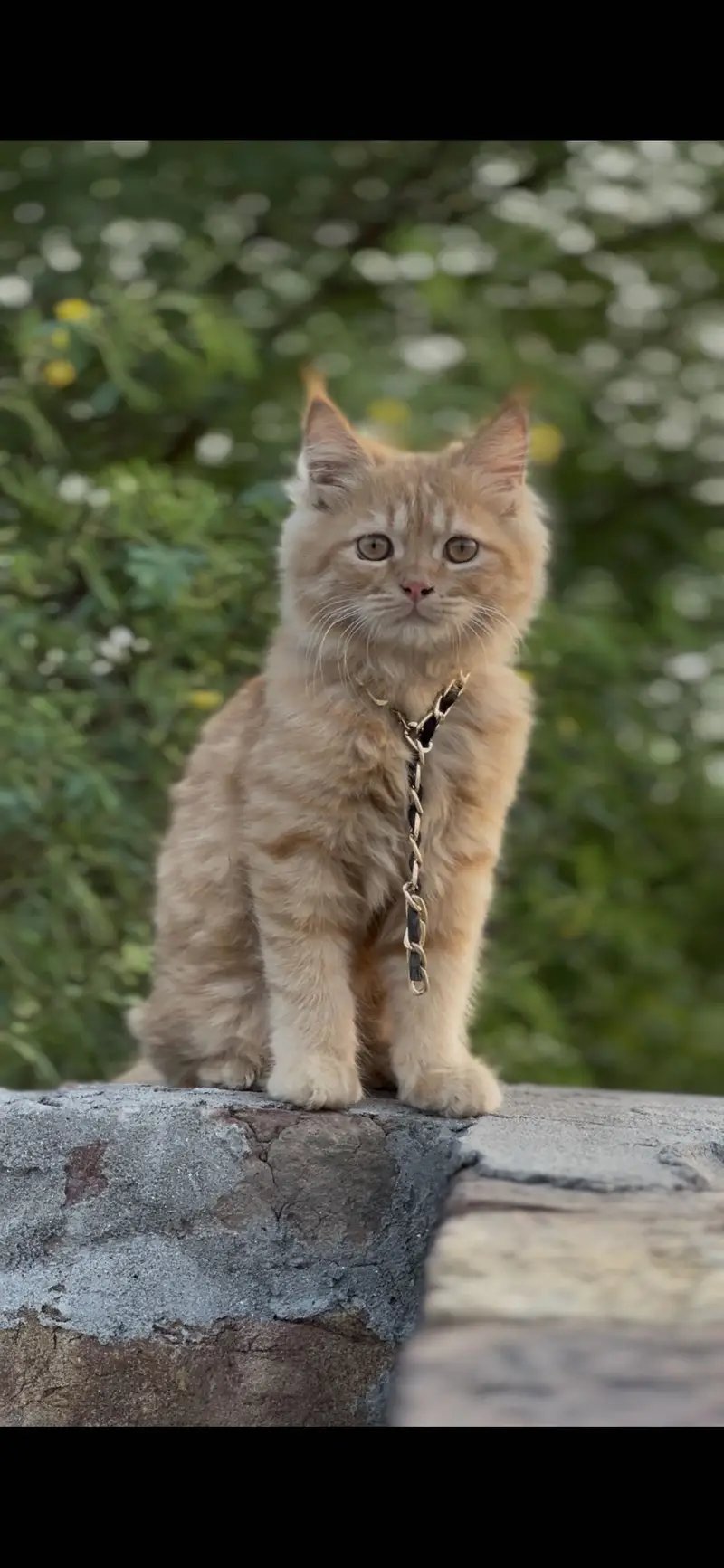 Female cat ( very active ) — photo 2