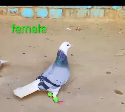 main kabootar