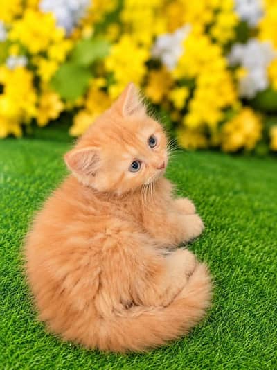 Persian Cat / Kitten