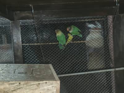 love bird breading box avilable