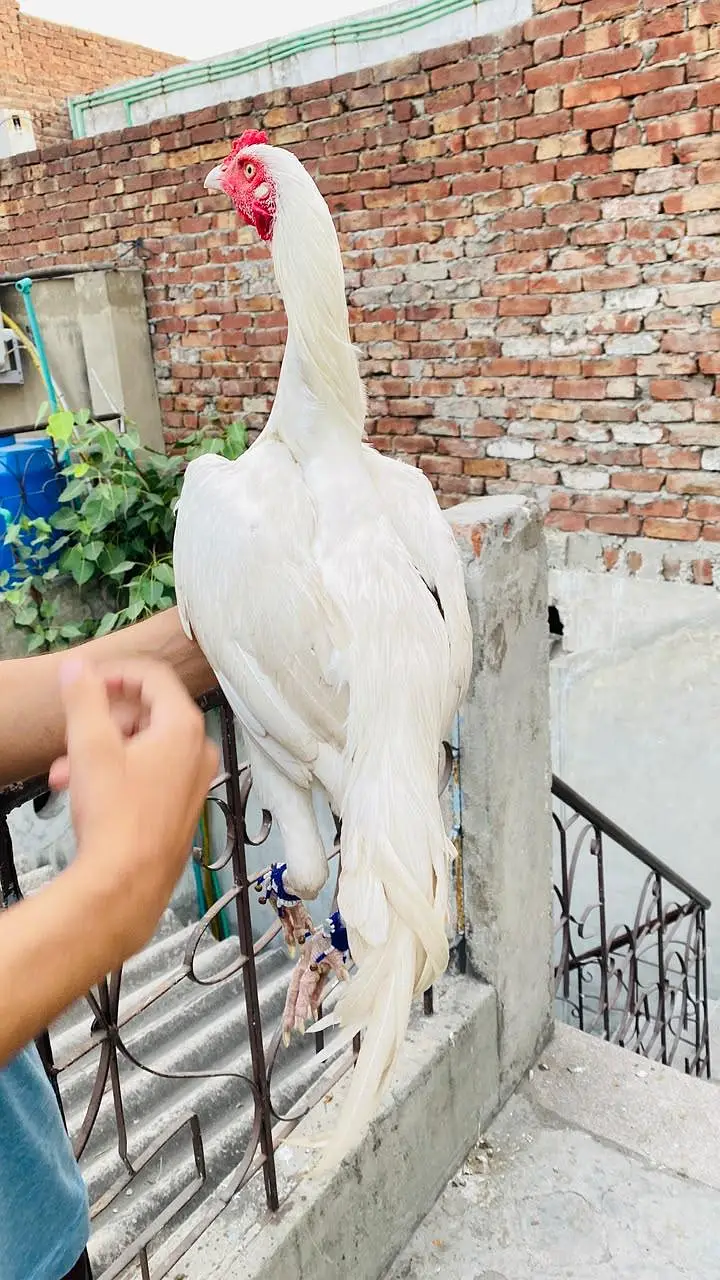 lasani aseel main wali aseel amroha aseel hera aseel — photo 2