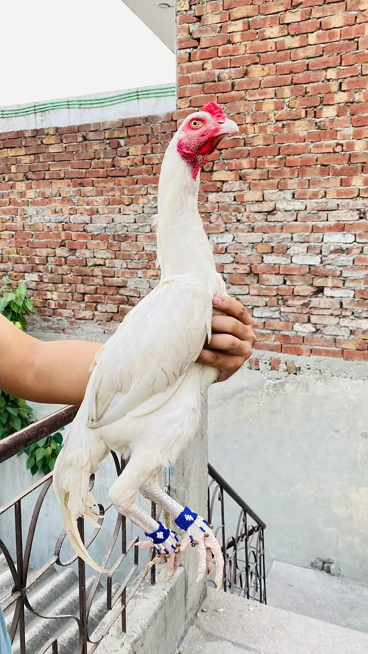 lasani aseel main wali aseel amroha aseel hera aseel — photo 3