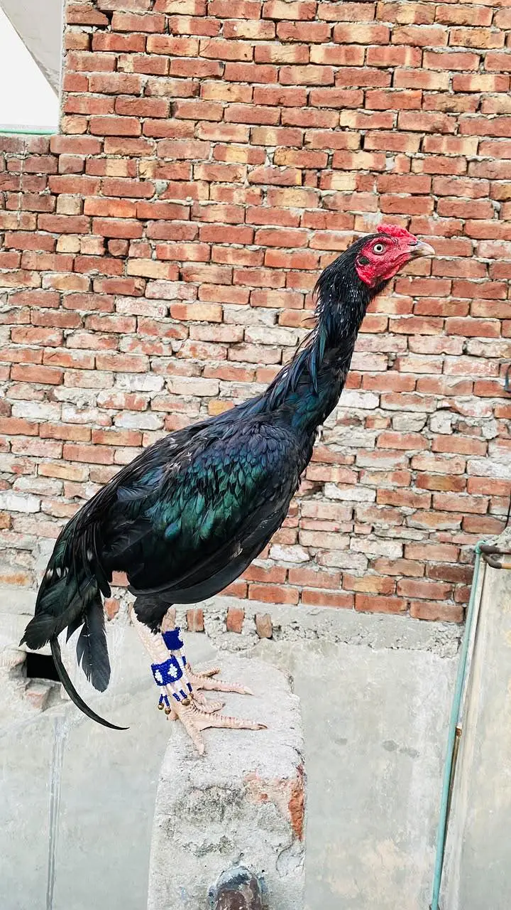 lasani aseel main wali aseel amroha aseel hera aseel — photo 12