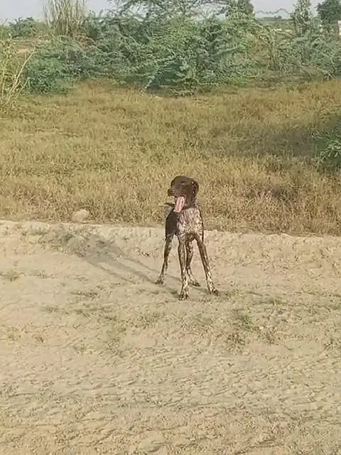 jrmn pantar — photo 3