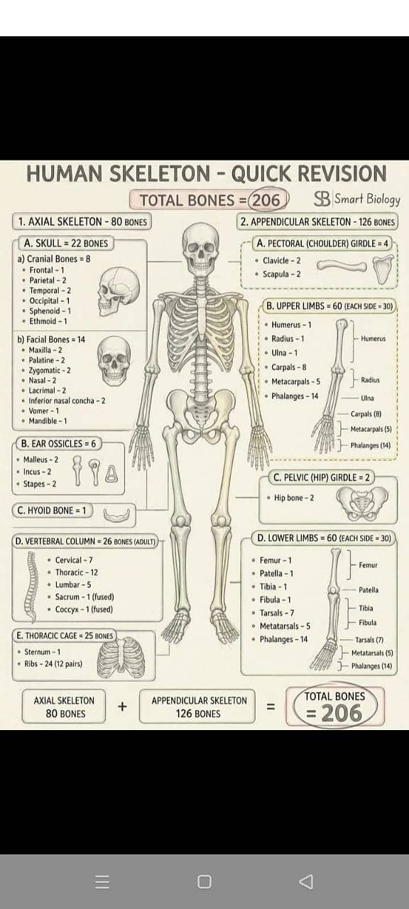 Chapter bone notes 0