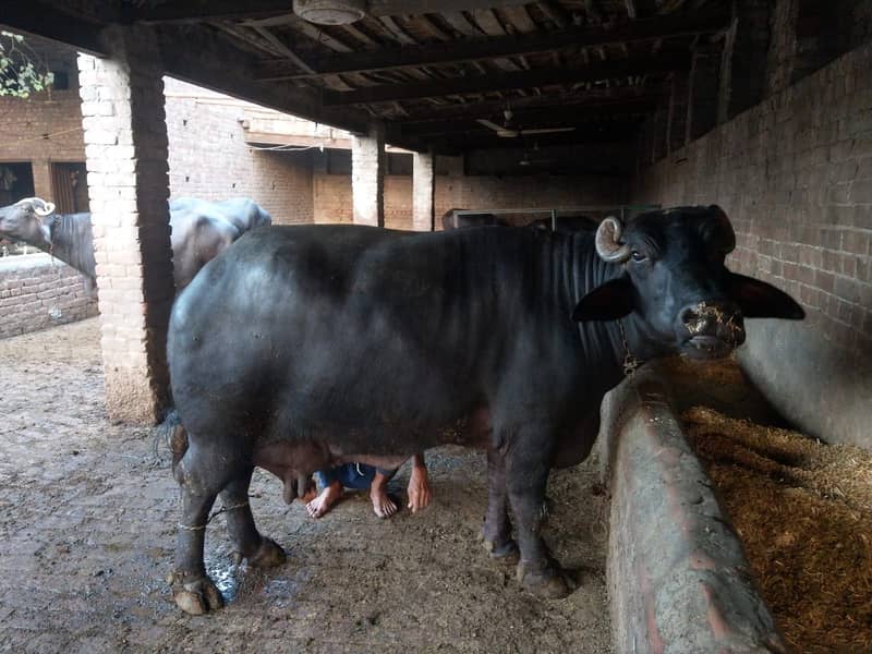 Buffalo 1