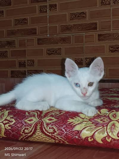 Turkish Angora kitten